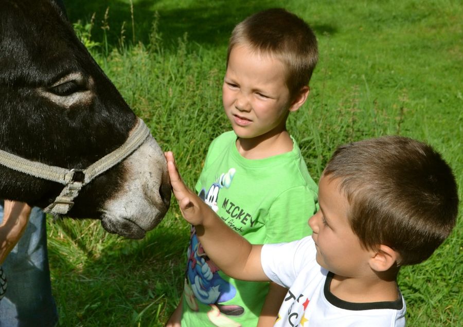 Landschaftspflege mit Esel