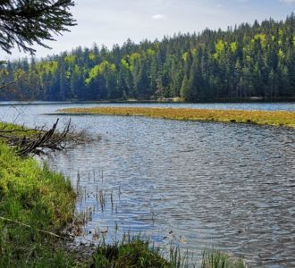 Frühling am Arbersee